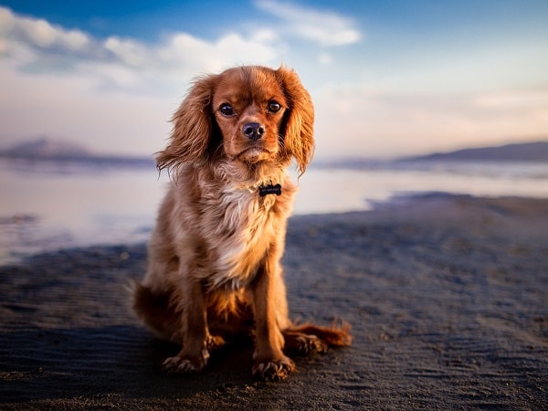 Haustiere sind willkommen