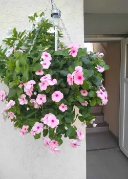 Apartamenty Dalmacija Sveti Filip i Jakov, Chorwacja