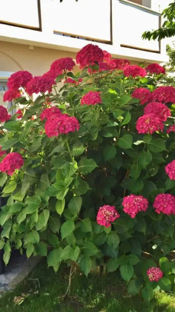 Ferienwohnungen Nataša Rab - Lopar, Kroatien