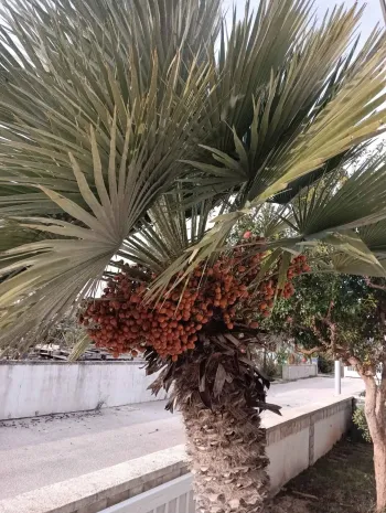 Apartmán Josip - Vir | Laganini.com