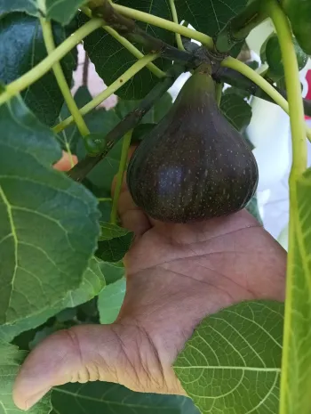 Appartamento Josip - Vir | Laganini.com