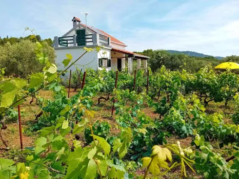 Domek letniskowy Cottage the Quiet Korčula - Vela Luka, Chorwacja